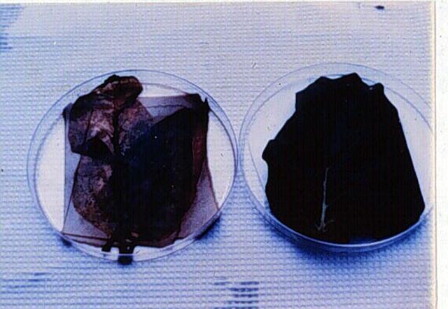 Researcher Dr. Yi Li developed a technique to manipulate certain characteristics of plant growth such as anit-senescence. For example, the tobacco leaf was clipped from a transgenic plant (right), and a wildtype plant (left). During ground-based laboratory studies, both leaves were left in a darkened area for 4 months. When retrieved, the wildtype plant leaf was dried-out and the transgenic leaf remained fresh and green. A variation of this technology that involves manipulating plant hormones has been conducted in space-based studies on tomato plants through BioServe Space Technologies. The transport and distribution of auxin, an important plant hormone has shown to be influenced by microgravity, which could lead to improving the quality of fruits and vegetables grown on Earth. 