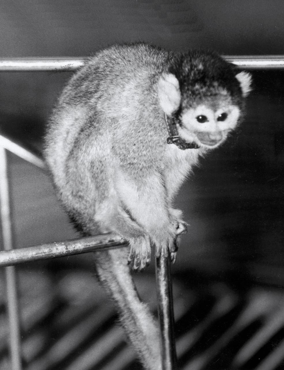 On May 28, 1958, Jupiter Intermediate Range Ballistic Missile provided by U.S. Army team in Huntsville, Alabama, launched a nose cone carrying Baker, a South American squirrel monkey and Able, an American-born rhesus monkey. Baker, pictured here and commonly known as "Miss Baker", was later given a home at the U.S. Space and Rocket Center until her death on November 29, 1984. Able died in 1958. (Photo - Courtesy of Huntsville/Madison County Public Library)