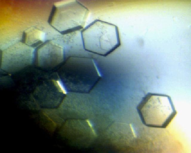 Type II restriction enzymes, such as Eco R1 endonulease, present a unique advantage for the study of sequence-specific recognition because they leave a record of where they have been in the form of the cleaved ends of the DNA sites where they were bound. The differential behavior of a sequence -specific protein at sites of differing base sequence is the essence of the sequence-specificity; the core question is how do these proteins discriminate between different DNA sequences especially when the two sequences are very similar. Principal Investigator: Dan Carter/New Century Pharmaceuticals