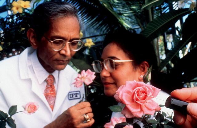 Internation Flavors and Fragrances Inc. proprietary research technology, Solid Phase Micro Extraction (SPME) utilizes a special fiber needle placed directly next to the bloom of the living flower to collect the fragrance molecules. SPME was used in the Space Flower experiment aboard STS-95 space shuttle mission, after which Dr. Braja Mookherjee (left) and Subha Patel of IFF will analyze the effects of gravity on the Overnight Scentsation rose plant.