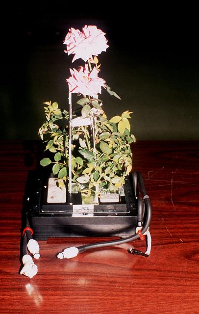 NASA image: Microgravity