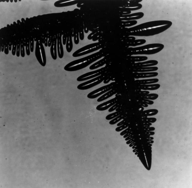 Typical picture of a dendrite: Notice how the branch on the left has no arms coming off the top. This is because of the convective forces (hot liquid rises) that the top of the branch is not solidifying (growing arms) like the bottom, cooler area. The is a gravitational effect. This does not happen in space.