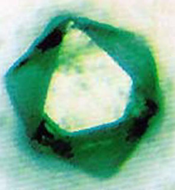 The demetalized form of the major iron storage protein from horse spleen.