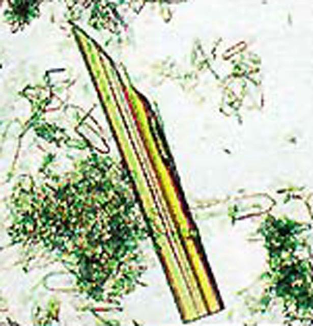 Both (Porcine and bacterial) starch degrading enzymes highly valued by the biotechnology industry. (Porcine) A major target for protein engineering and the study of diabetes, obesity and dental care. (Bacterial) Major industrial and biotechnology interest used in brewing, baking, and food processing. World's number one industrial protein.