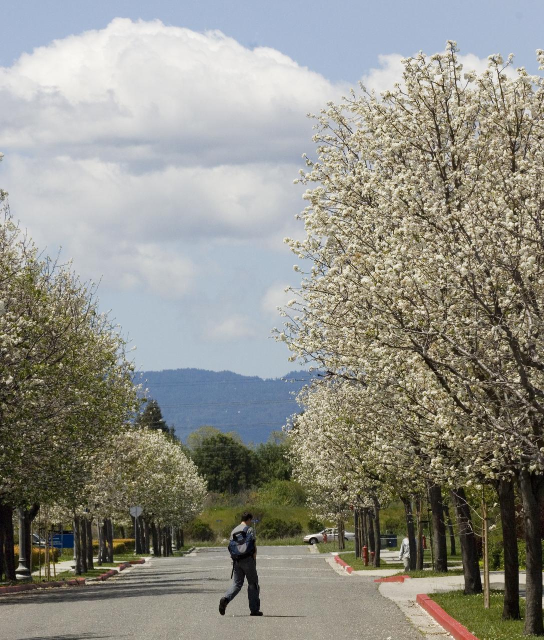 Spring comes to Ames Research Center, an employee walks among the blossoming trees.