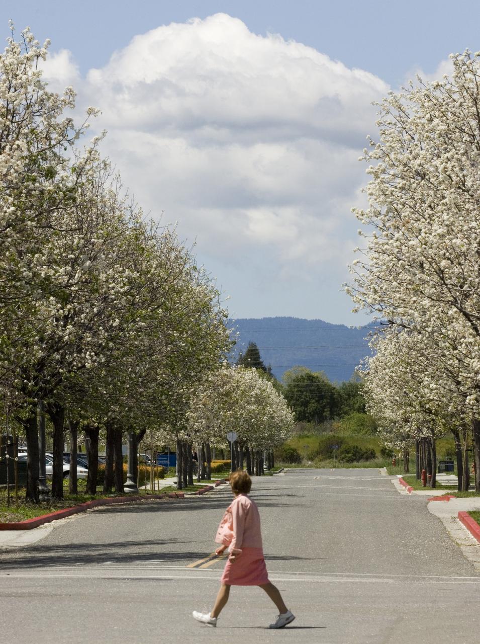 Spring comes to Ames Research Center. Kathy Reda walks among the blossoming trees.