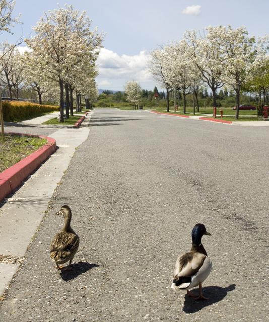 NASA image: Spring Comes to ARC