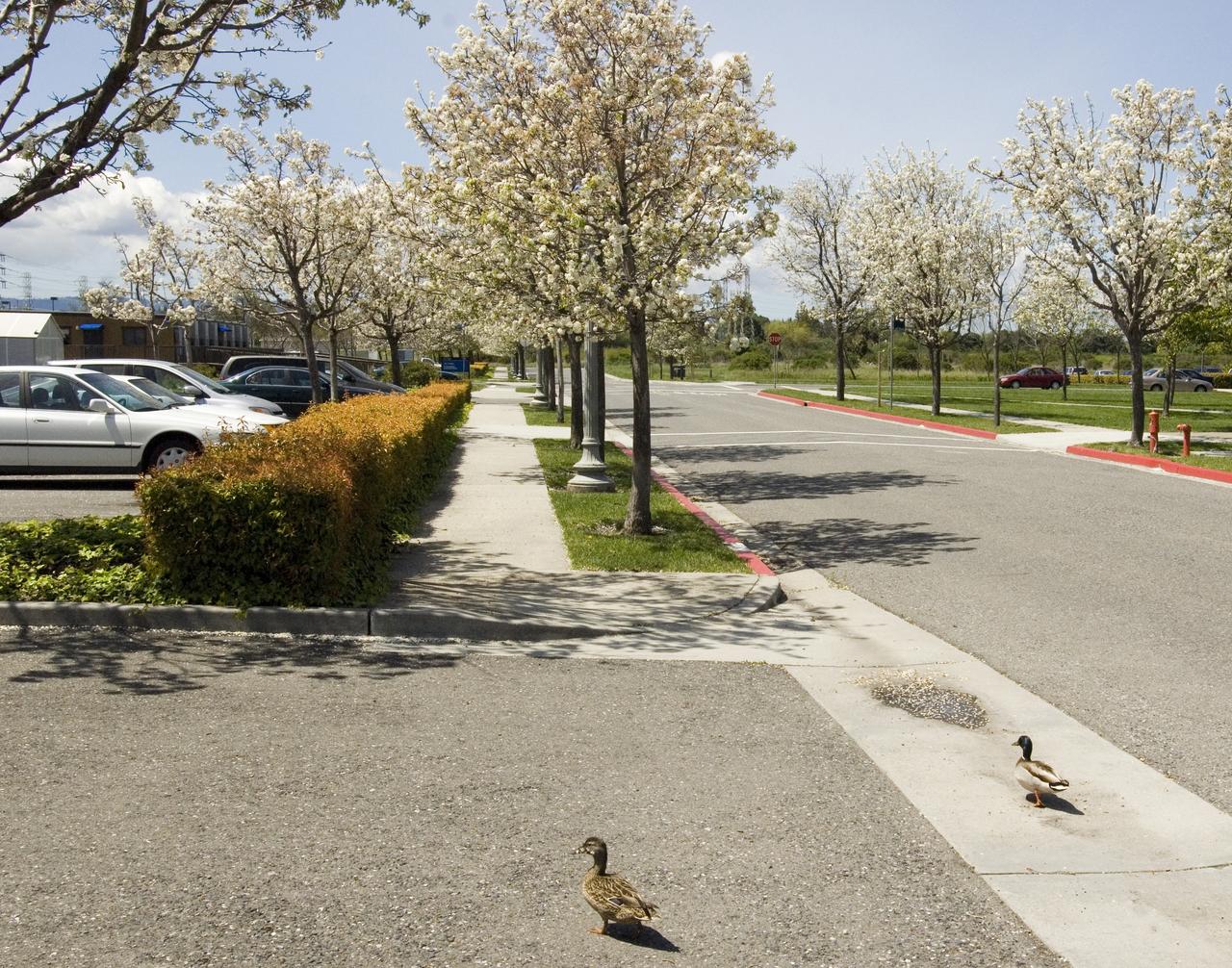 Spring comes to Ames Research Center, trees are blossoming, and even the resident Mallard ducks are out and about.