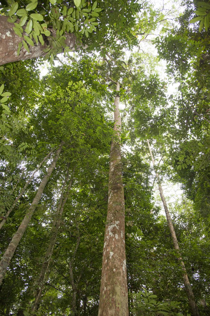 In Gabon, Africa, the Mondah National Park is one of the field research sites for NASAâ€™s AfriSAR campaign. Gabon is a Central African country slightly smaller than the state of Colorado that features the worldâ€™s second largest rainforest. In addition to environmental measurements, the flights were used for calibrating satellites for current and upcoming missions.