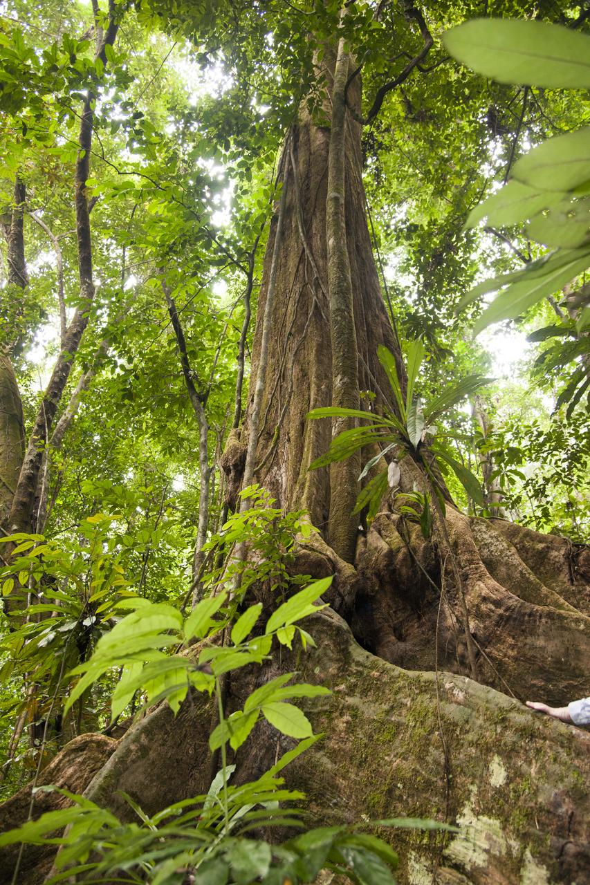 The OkoumÃ© tree is large, as compared to a hand seen in the bottom right portion of the image. The Mondah National Park is one of the field research sites for NASAâ€™s AfriSAR campaign.