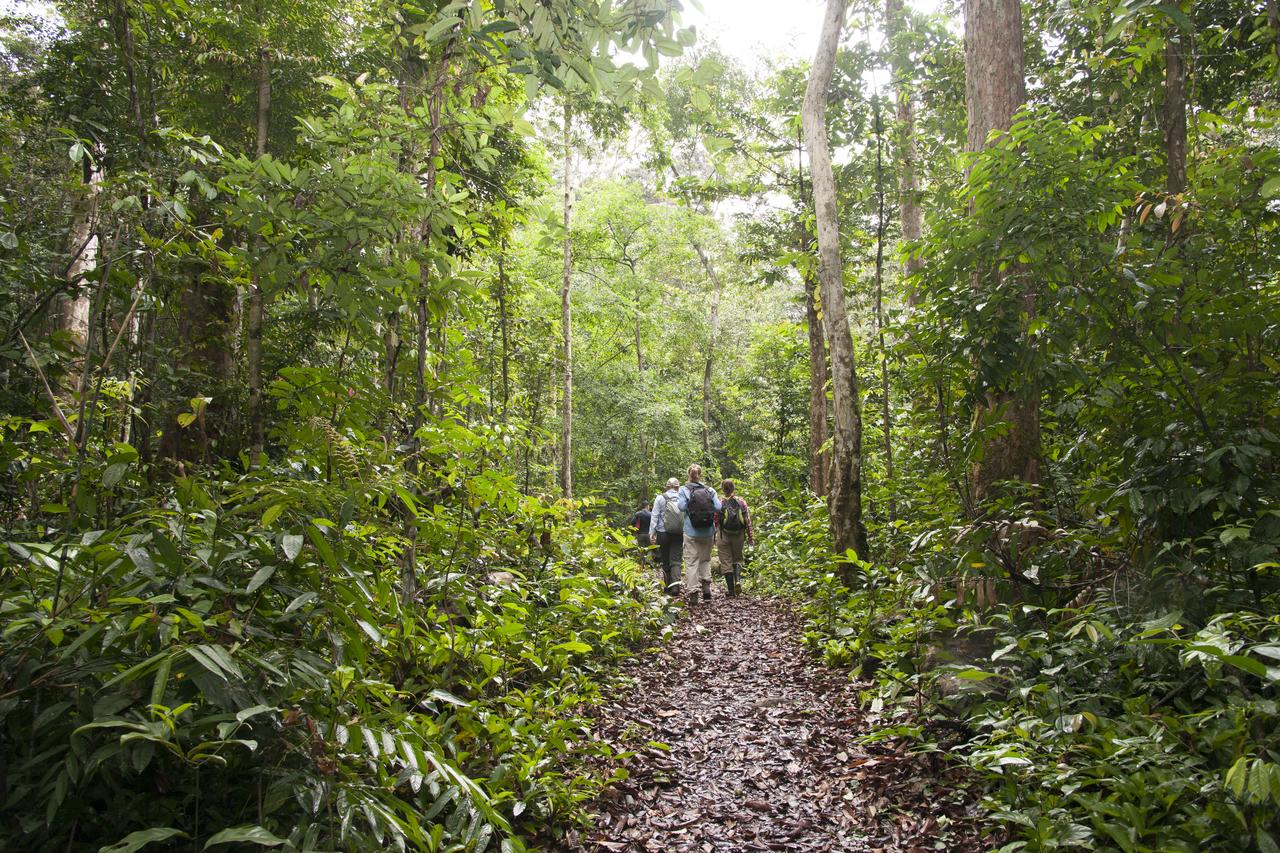 NASA researchers walk through the Mondah rainforest to collect tree and flora measurements and other data as part of the AfriSAR mission.