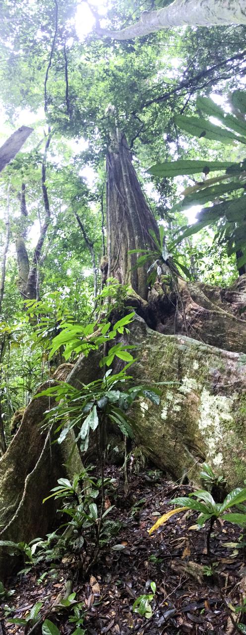 The Okoumeâ€™ tree grows tall above the other flora to reach for the suns energy. 
