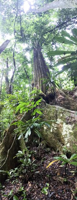 NASA image: AfriSAR 2016