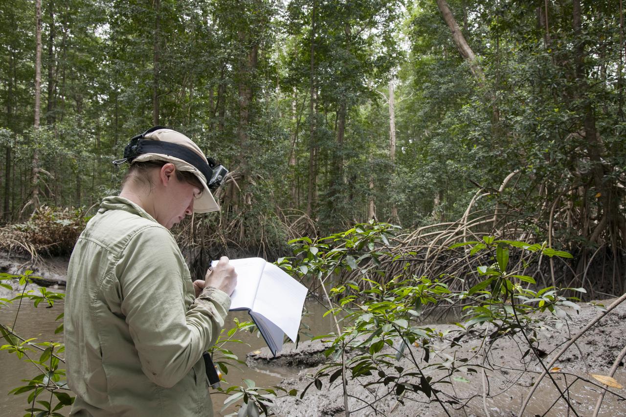 Goddard Space Centerâ€™s Laura Duncanson records global positioning satellite coordinates of the Pongara Mangrove and tree heights and diameters. 