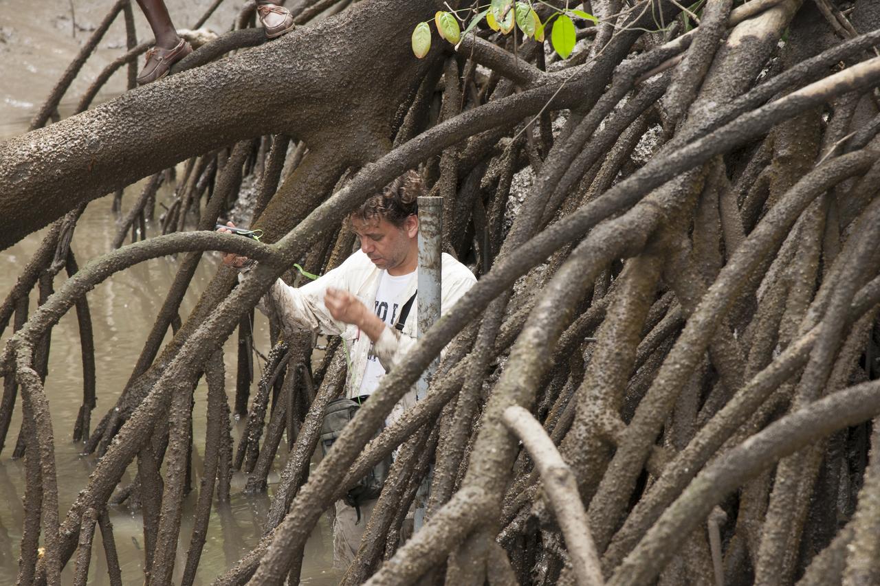 Marc Simard of the Jet Propulsion Laboratory installs a gauge that will record water level changes in the Pongara Mongrove.