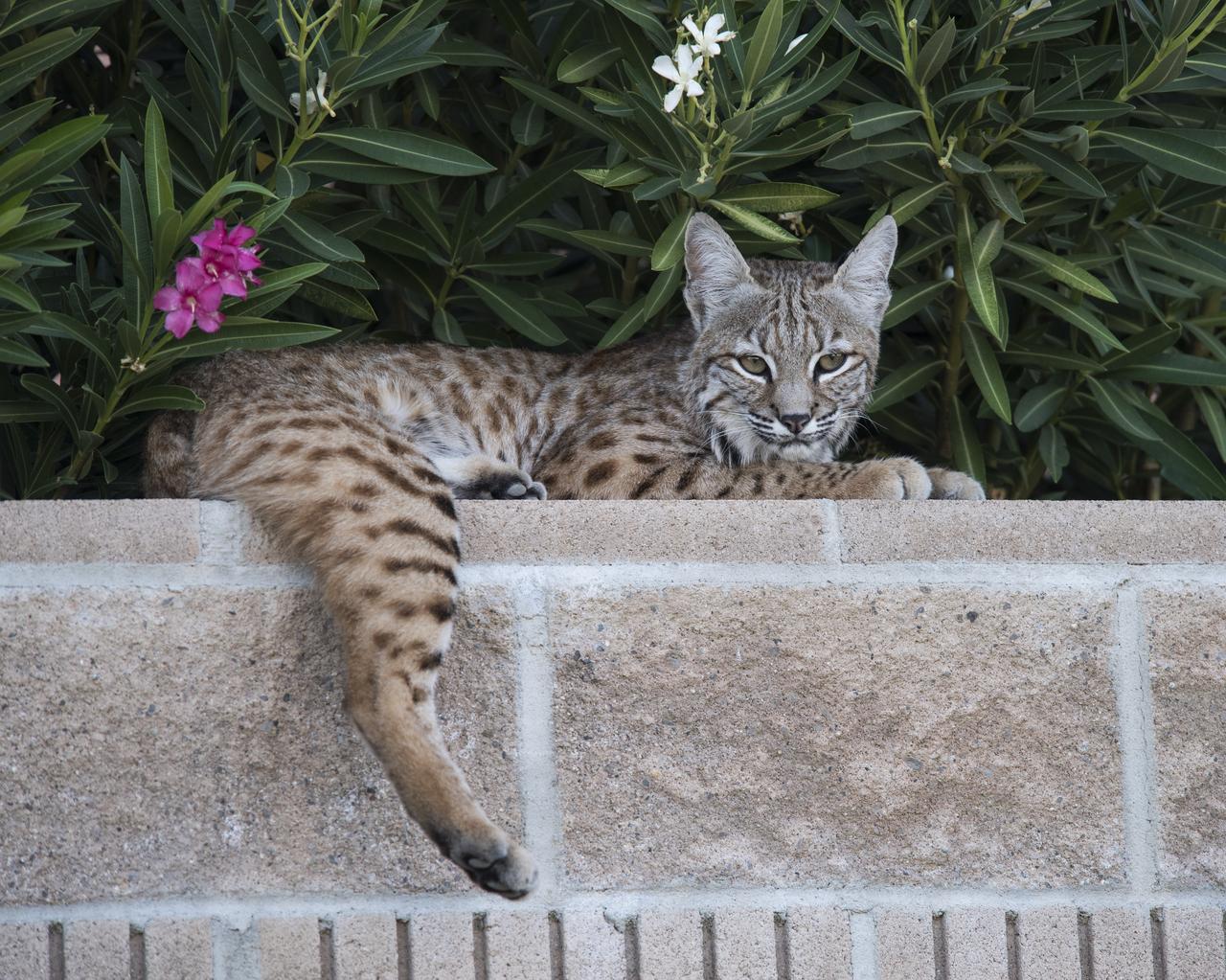 A bobcat resting leisurely on a retaining wall among the flowering bushes at Armstrong Flight Research Center in Edwards, California. The facility is home to a number of wild animals including the bobcats which are free to roam the more than 300,000 acres of Mojave Desert. 