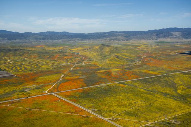 Rainy Winter Season Brings Abundance of Wildflowers and Poppies in Southern California's Antelope Valley. The poppy is the state flower.