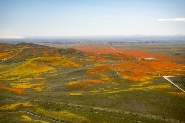 Rainy Winter Season Brings Abundance of Wildflowers and Poppies in Southern Californiaâ€™s Antelope Valley. Solar panels are in the background.