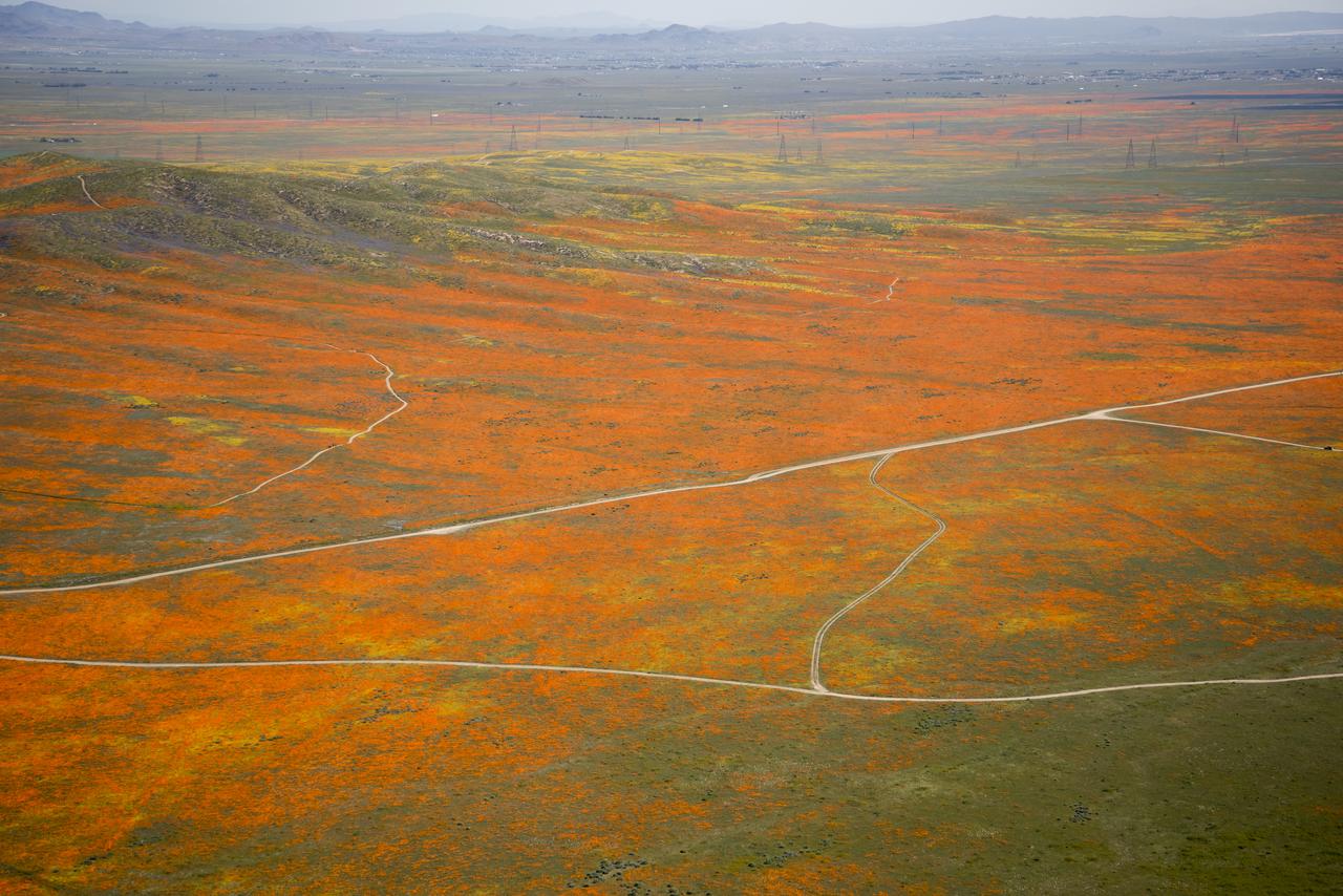 View from a NASA aircraft, TG-14, over the Superbloom of yellow wildflowers and orange poppies from the Antelope Valley in Southern California, Poppy Reserve and solar panels are in the background.