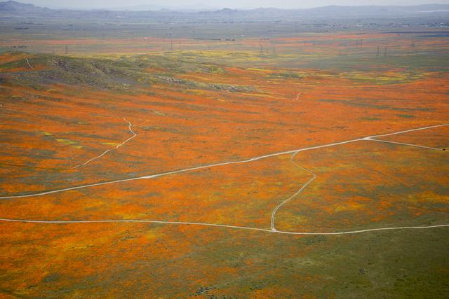 Rainy Winter Season Brings Abundance of Wildflowers and Poppies in Southern California’s Antelope Valley. The Poppy is the state flower.