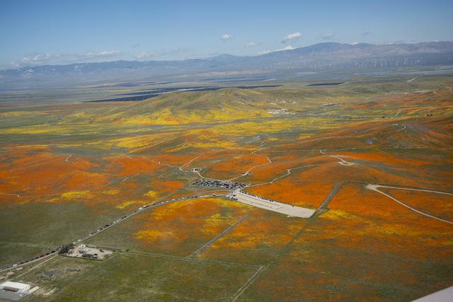 NASA image: Rainy Winter Season Brings Abundance of Wildflowers and Poppies in Southern California’s Antelope Valley showing Poppy Reserve and solar panels are in the background.