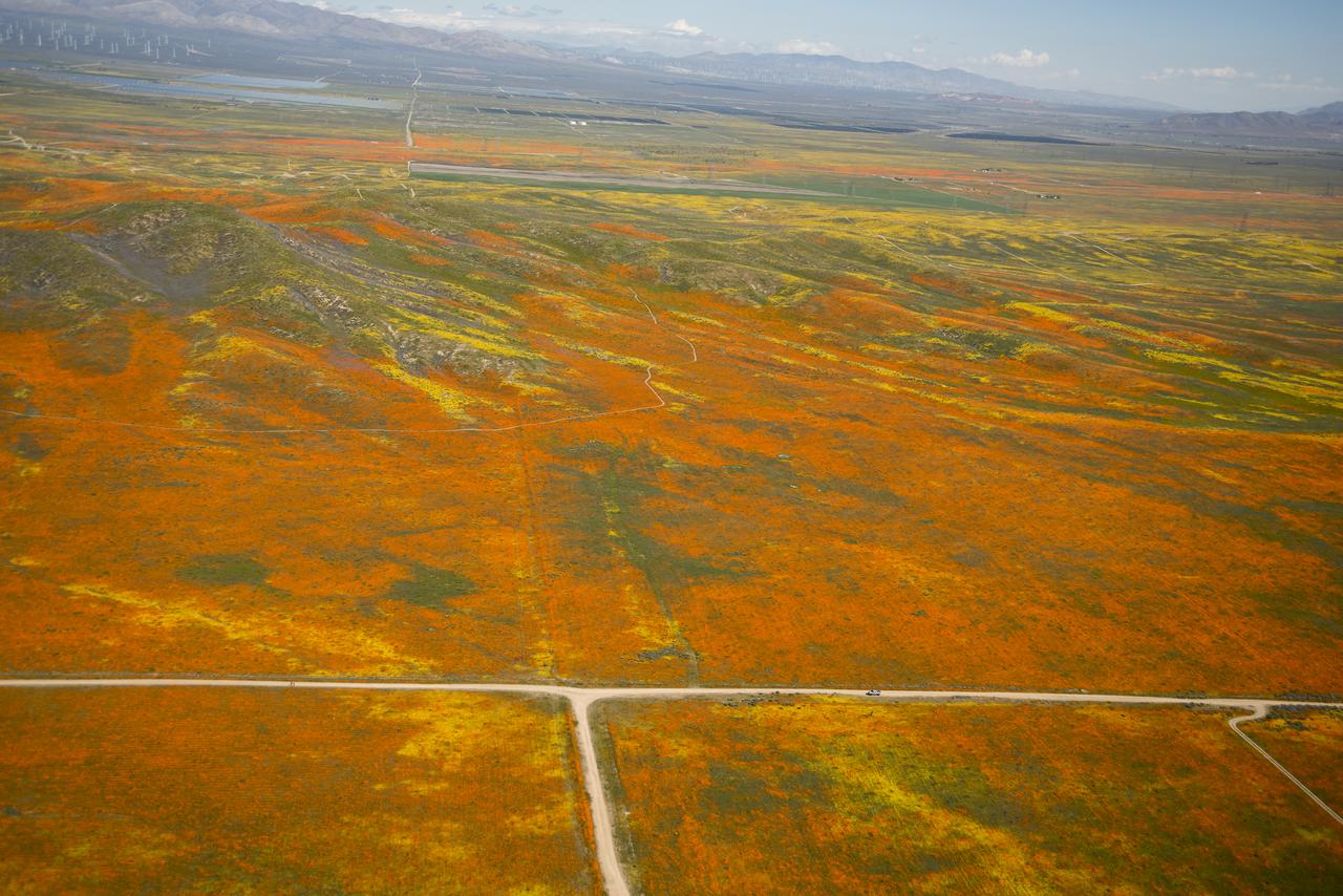 View from a NASA aircraft, TG-14, over the Superbloom of yellow wildflowers and orange poppies from the Antelope Valley in Southern California. The poppy is the state flower.