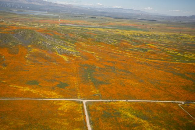NASA image: Rainy Winter Season Brings Abundance of Wildflowers and Poppies in Southern California’s Antelope Valley. The poppy is the state flower.