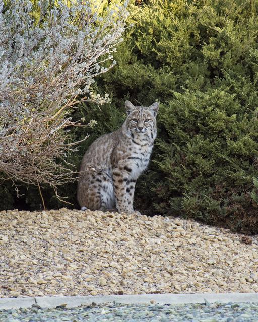 Room to roam for wildlife in the Mojave Desert at Armstrong Flight Research Center in Edwards, California