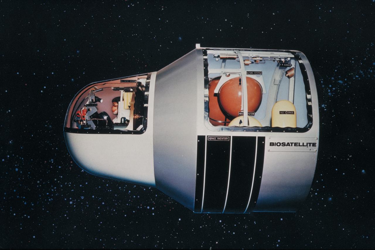 Cicra 1968 - 1969: Biosatellite model with monkey shown in the front of the capsule and the life spport package in the rear.