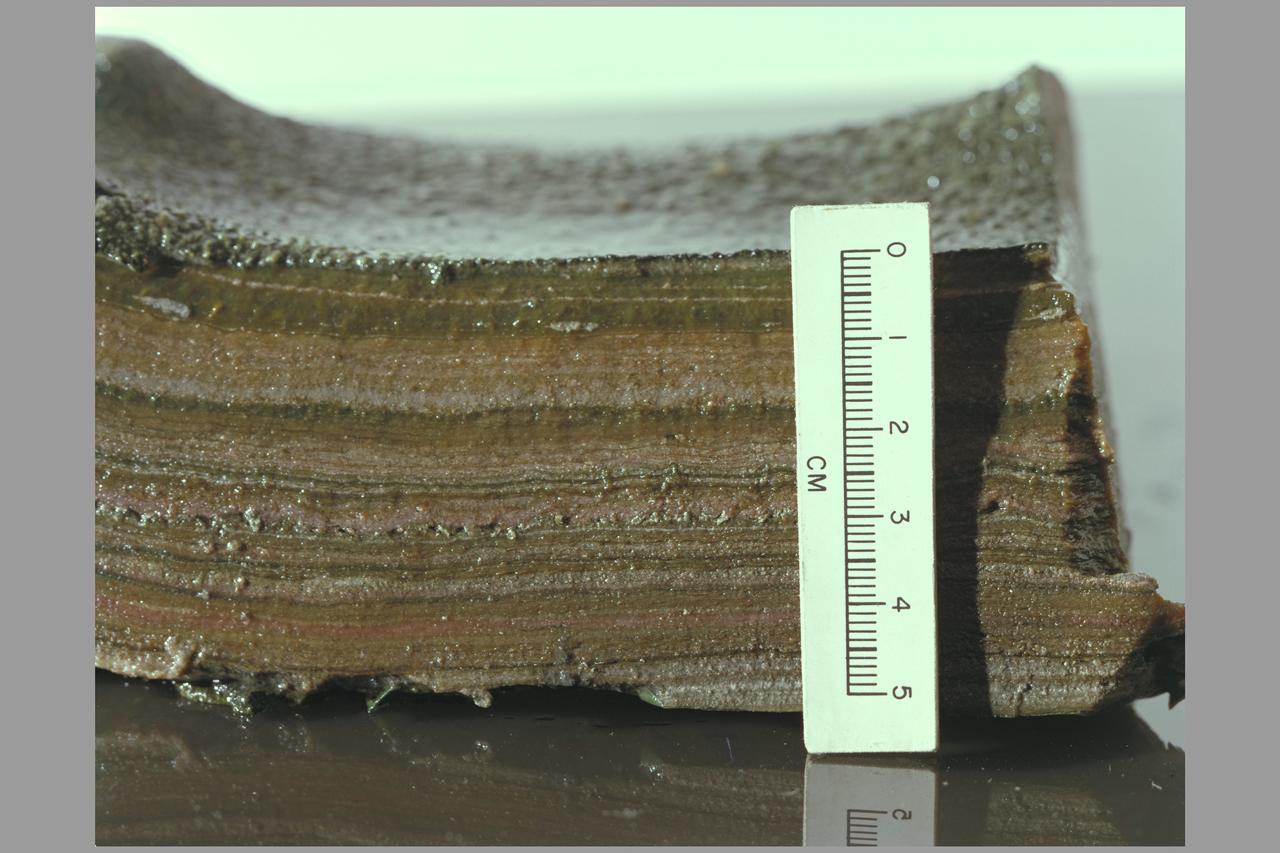 Origin of Life: Stromatolites Microbial Mats and Mat-Layer Extracts