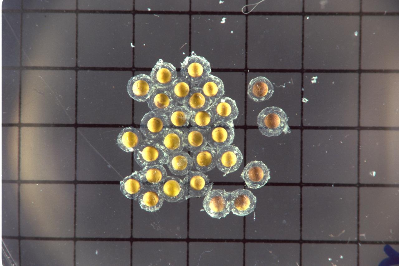 STS-47 Spacelab-J - eggs - post flight data