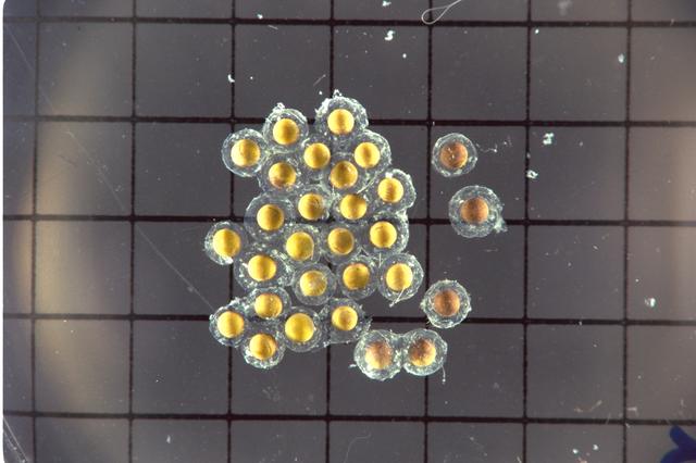 NASA image: ARC-1969-AC92-0552-257