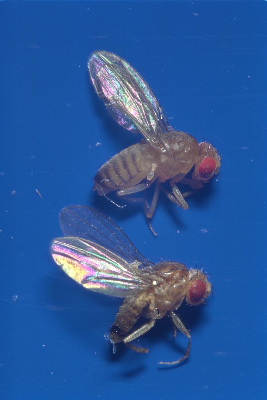Life Cycle of a Fruit Fly: adult - male and female