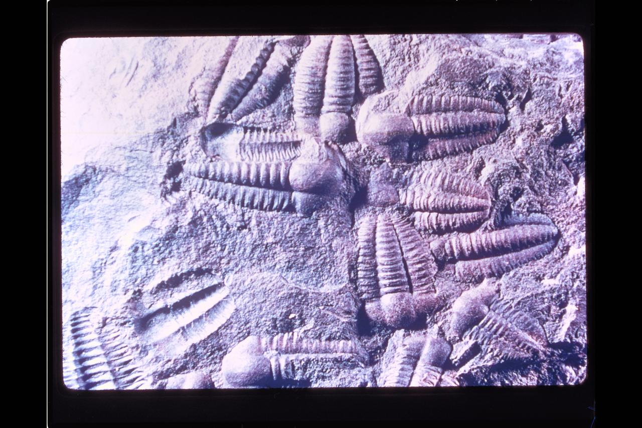 Origin of life (fossil)