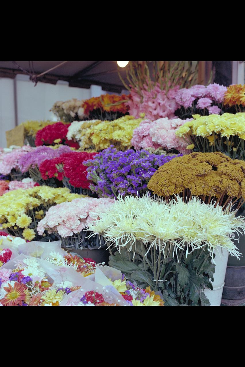 Recruiting Brochure: Flower