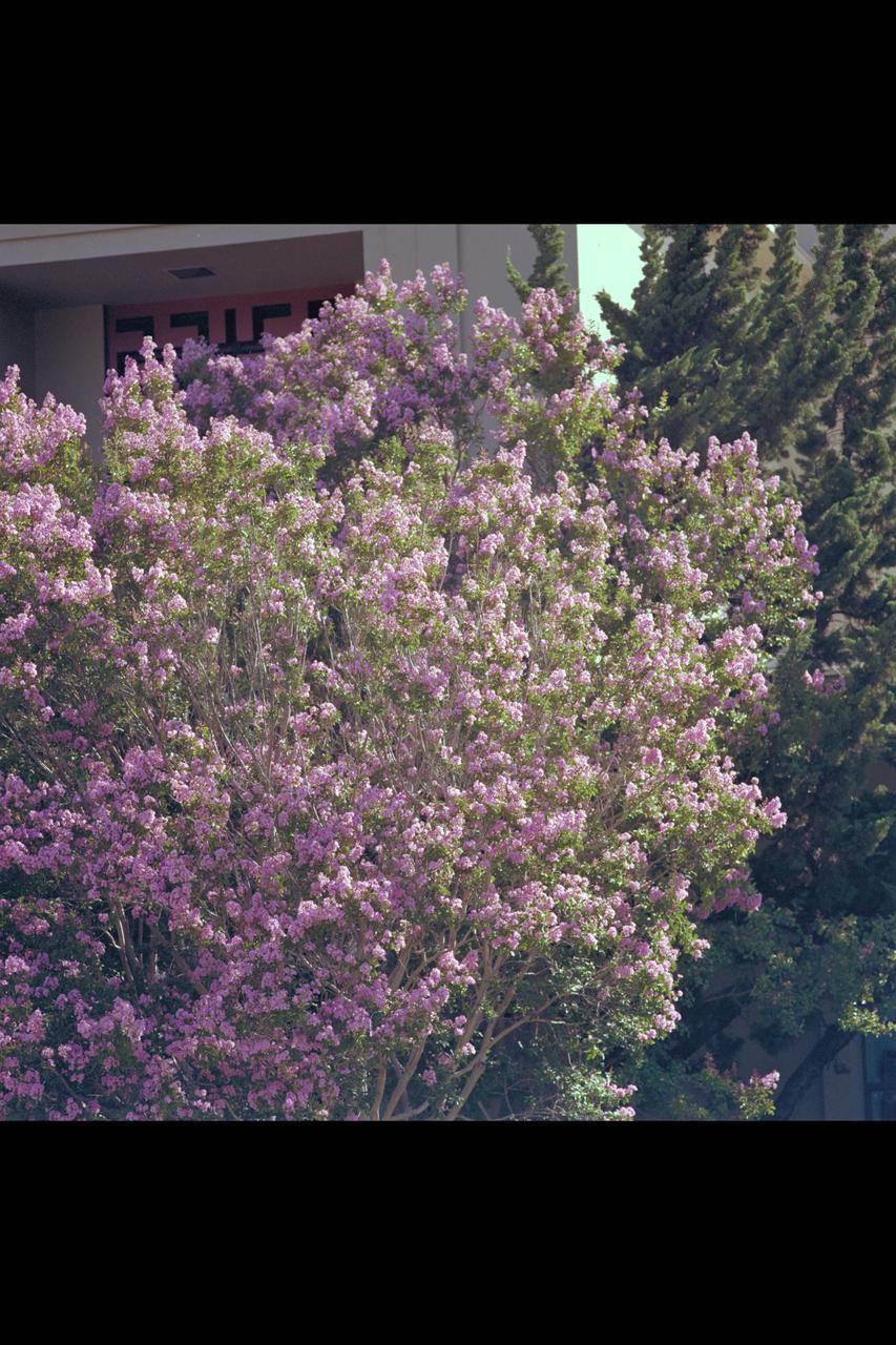 Recruiting Brochure: Flower