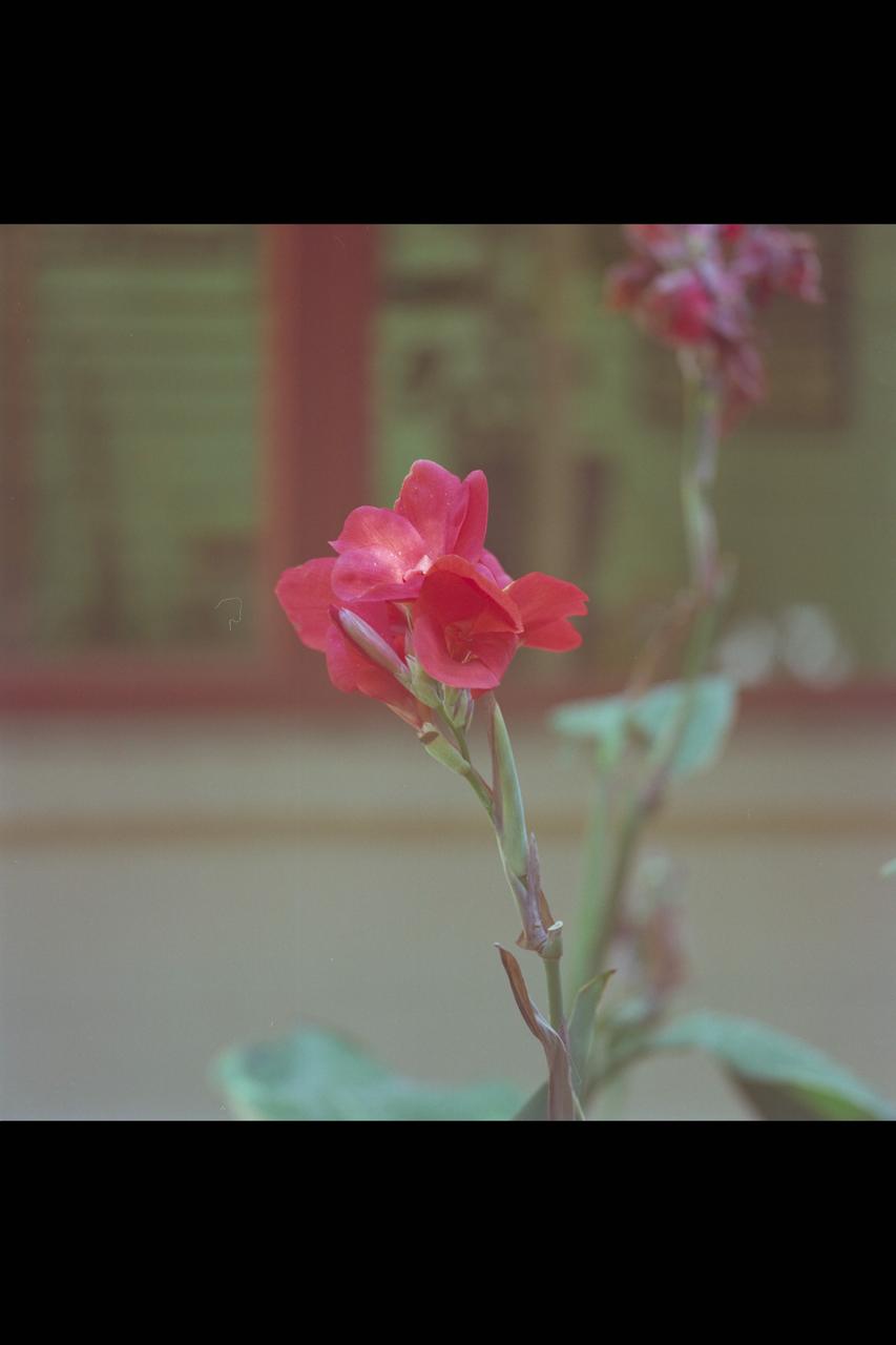 Recruiting Brochure: Flower