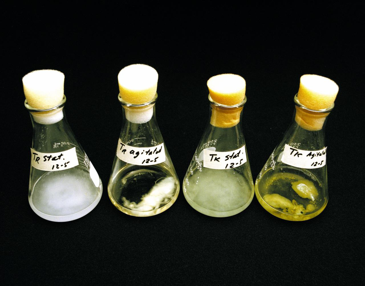 Celloulose Digesting bacteria