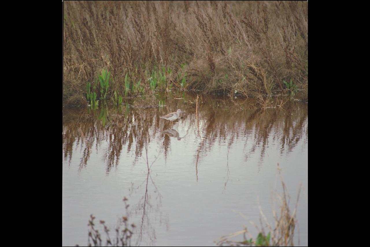 This (Sandpiper like) bird, as well as many other species keep watch over Moffett Field wetlands. The shorebird in this picture is a greater yellowlegs (Tinga melanoleuca) which is a common bird found in our coastal salt marsh and tidal zones in winter months. Generally, they summer/breed up north in Canada and Alaska and then migrate in the fall to winter along the west coast of the U.S. and Mexico. Known for their loud call of a slightly descending series of three or more tew notes. Diet consists of small fish, insects, snails, worms, and tadpoles. used in Ames 60 yr. History NASA SP-2000-4314