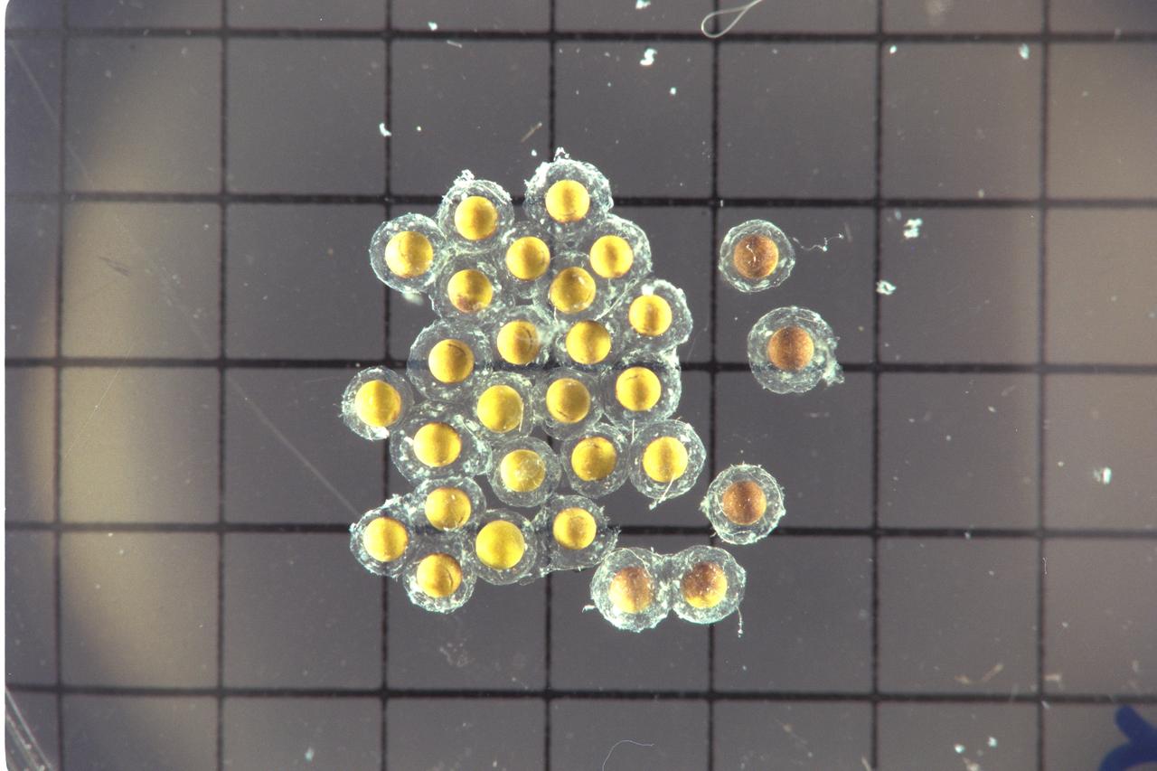 STS-47 Spacelab-J - eggs - post flight data