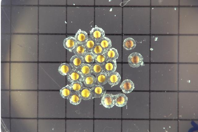 NASA image: ARC-1992-AC92-0552-258