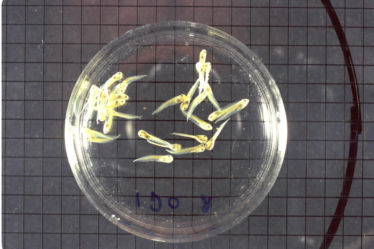STS-47 Spacelab-J - post flight tadpoles