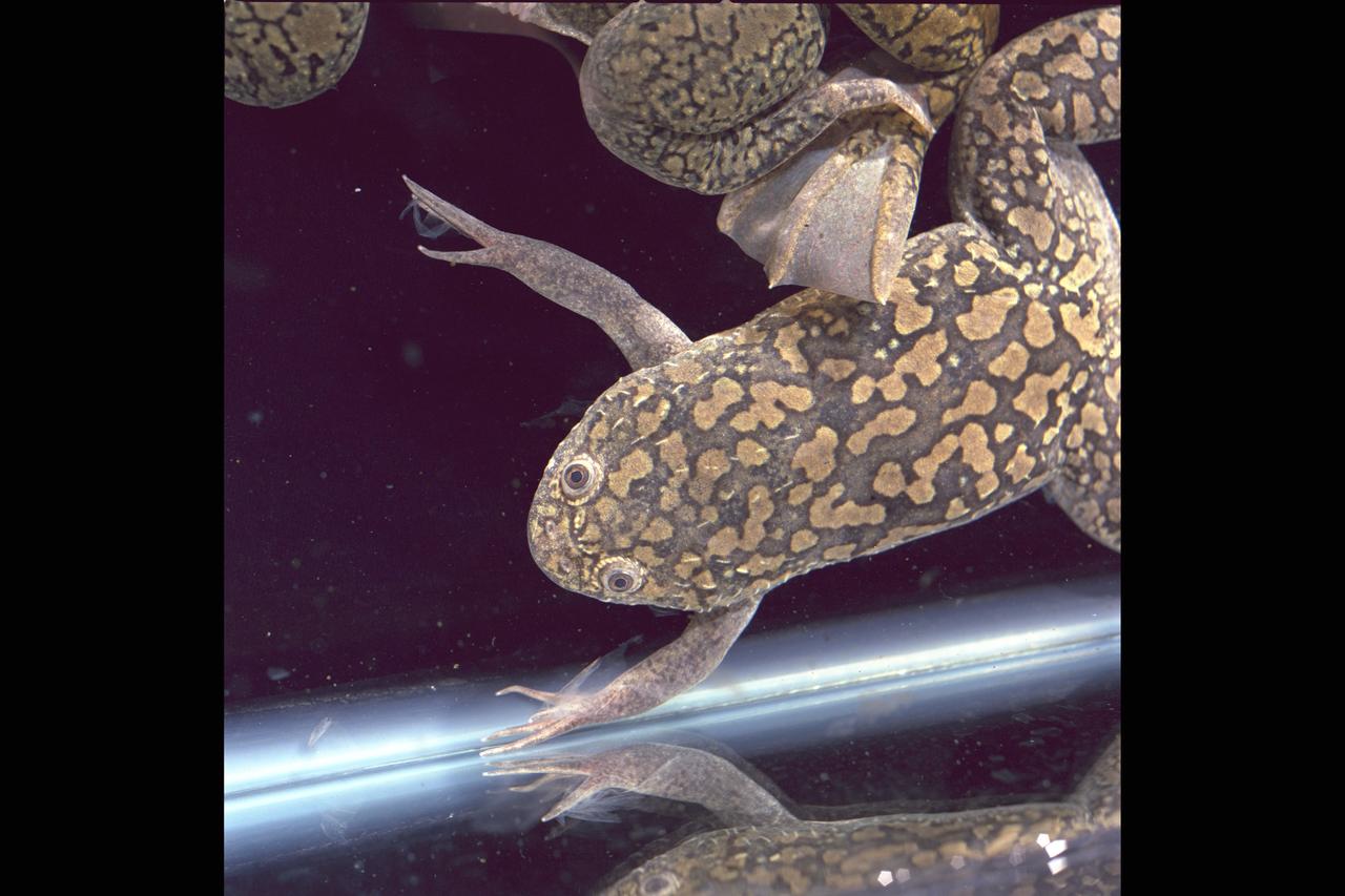 FEE (Frog Embryology Experiment) Spacelab-J flight frogs from ground control tadpoles