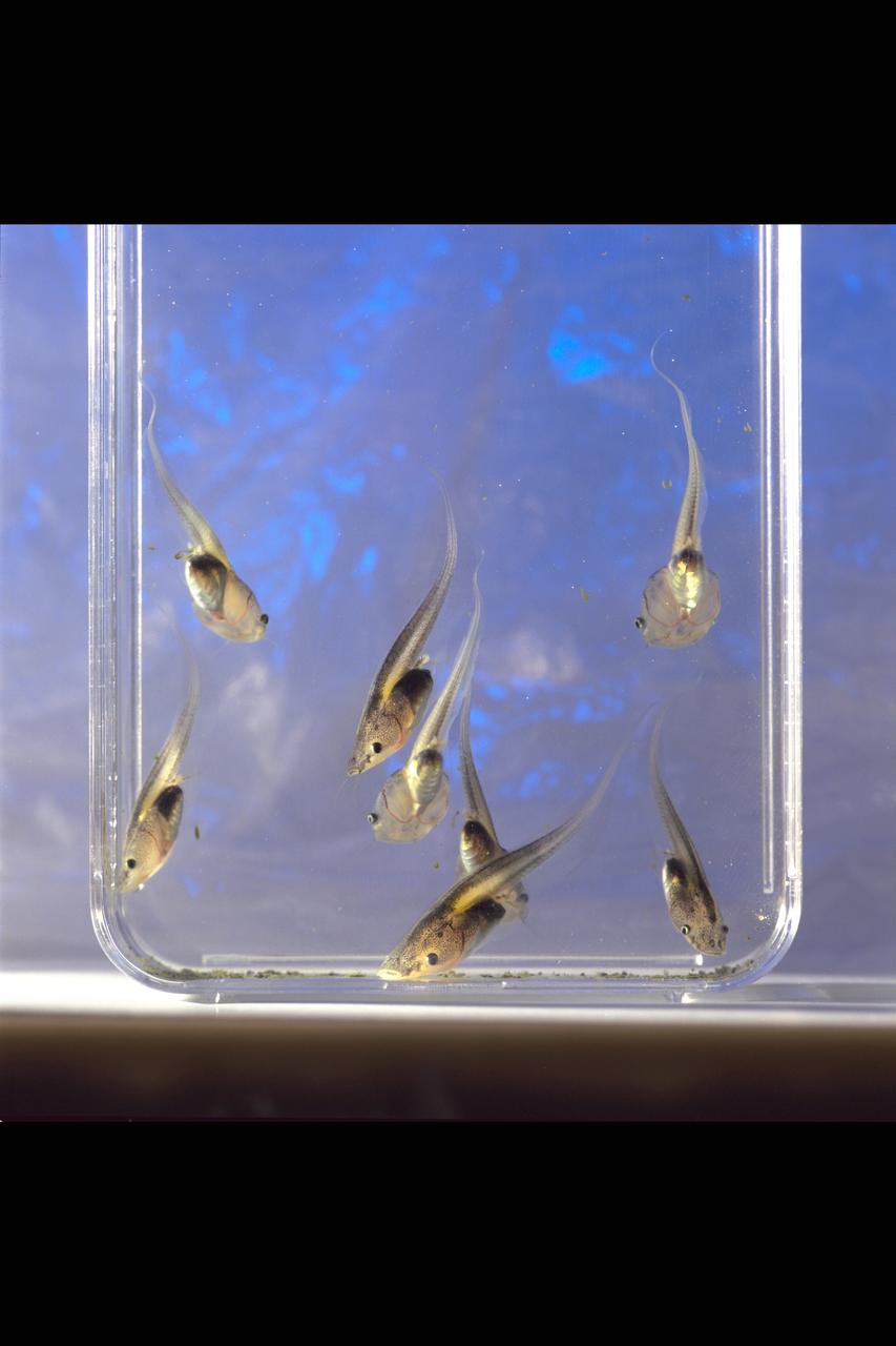 STS-47 Spacelab-J FFE (Frog Embryology Experiment) post flight data - flight frogs from SL-J, ground control tadpoles