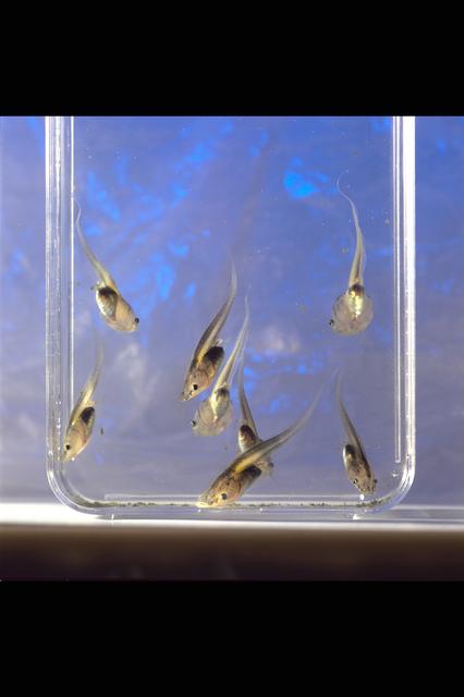 NASA image: ARC-1992-AC92-0552-296