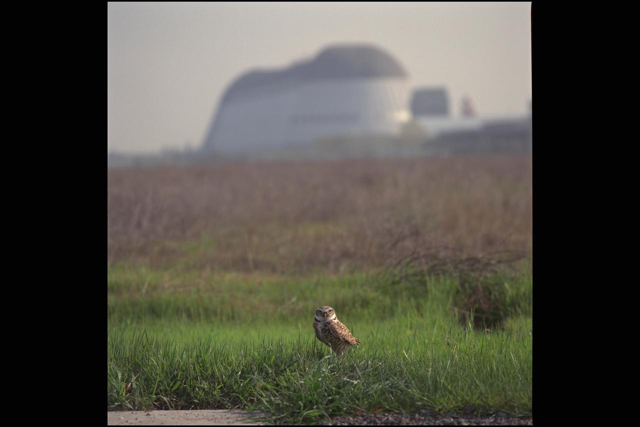 Burrowing Owls keep watch over Moffett Field wetlands. The burrowing owl is currently listed as a Species of Special Concern in California.  Data collected since 1992 at Moffett Field suggest that the population at Moffett Field is the largest sub-population of owls in the region. Thus, the Moffett Field population is an important site for the long-term survival of burrowing owls in the Bay Area (Trulio 1999).   used in Ames 60 yr. History NASA SP-2000-4314