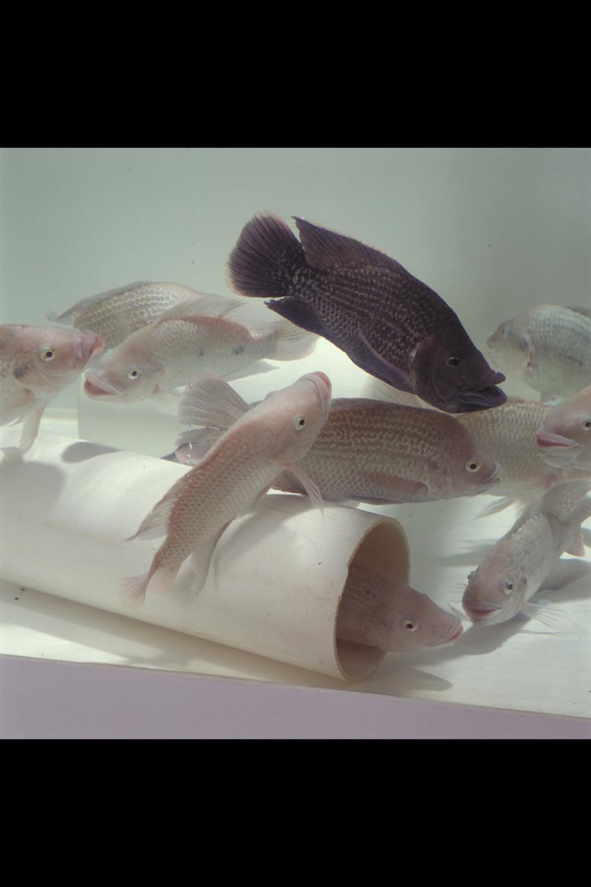 Ames Life Sciences Experiments: Tilapia fish Aquaculture