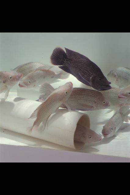 ARC-1994-AC94-0261-1