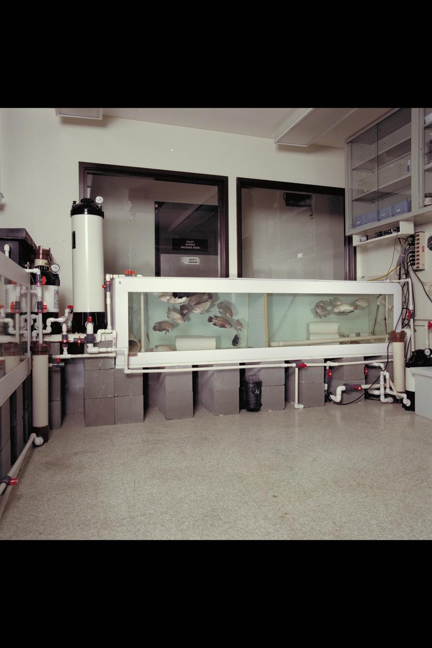 Ames Life Sciences Experiments: Tilapia fish Aquaculture