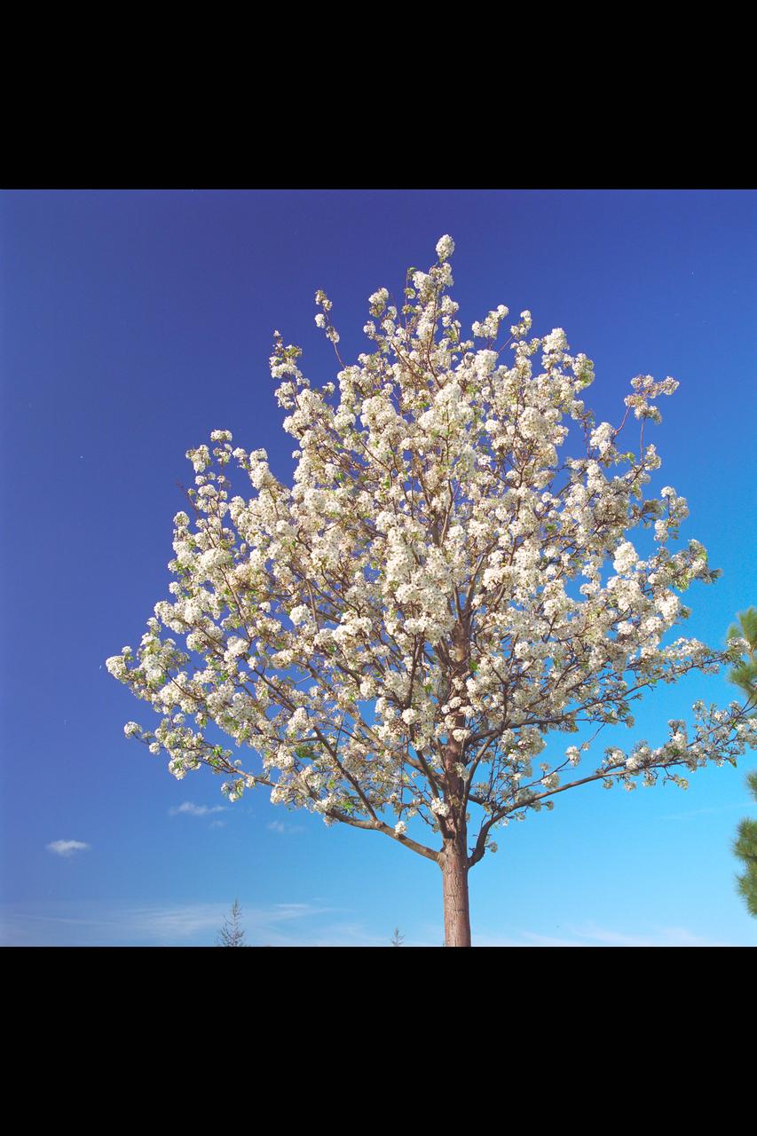 A photograph of a tree near the N-260 Fluid Mechanics Laboratory building.